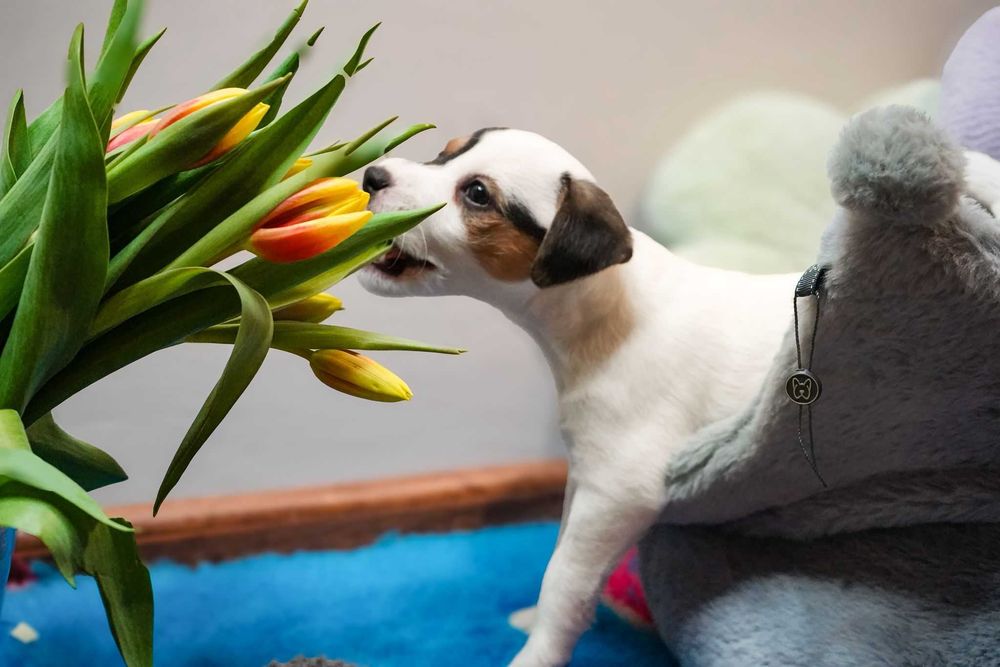 Śliczny piesek Parson Russell Terrier ZKwP/FCI