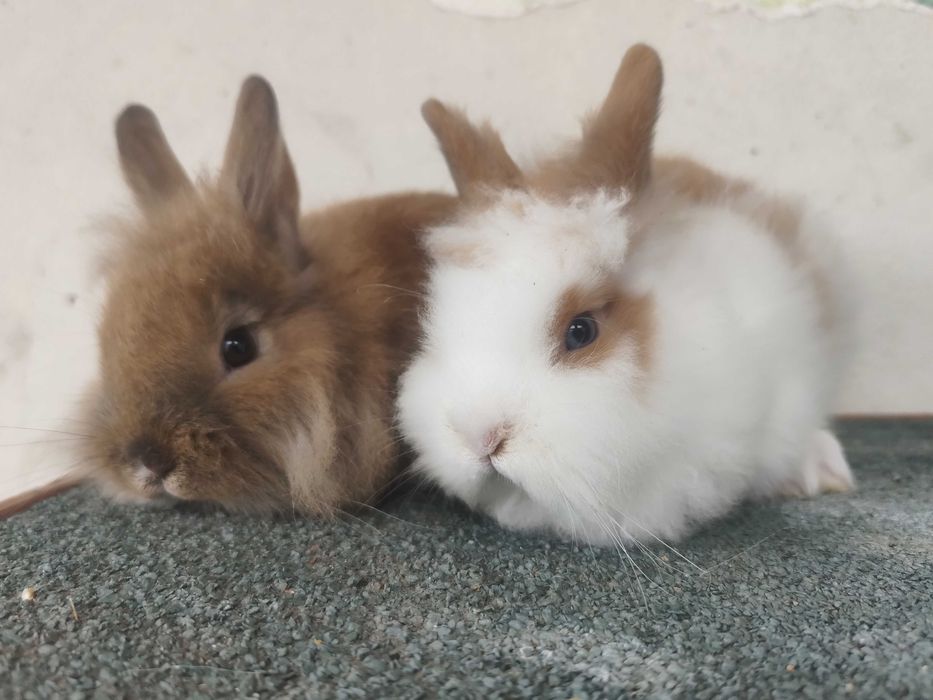 Coelhos Anões Mini Lionhead