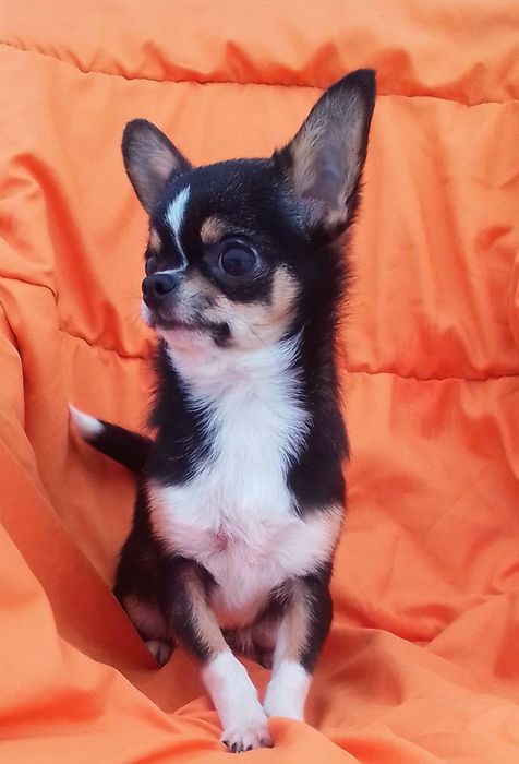 Чудовий хлопчик чіхуа