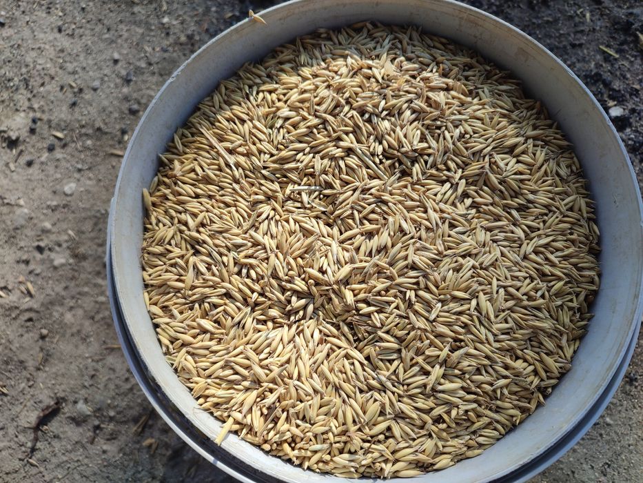 Owies Poker po centrali