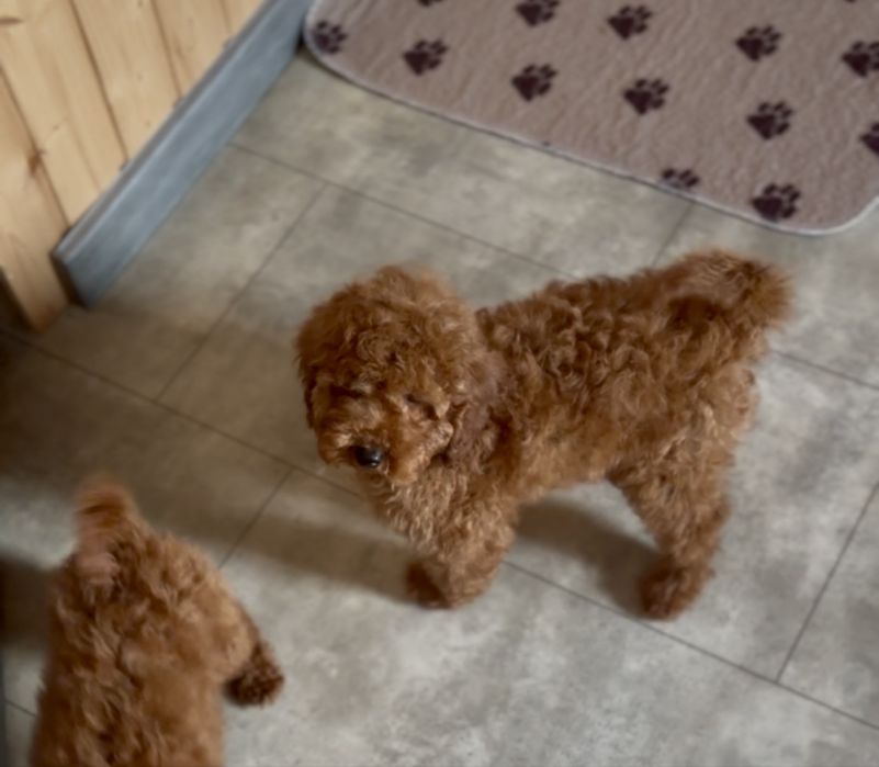 Редбраун той пудель хлопчики