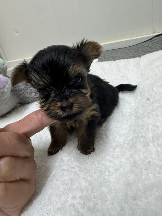 Yorkshire Terrier linha Russa