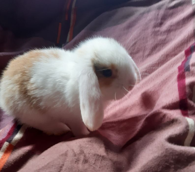 Króliczek rasy mini lop