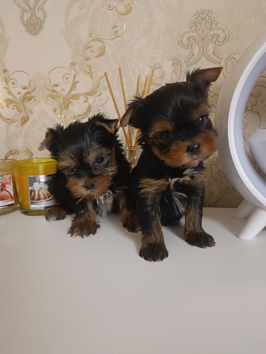 Прекрасные Одесские йорики