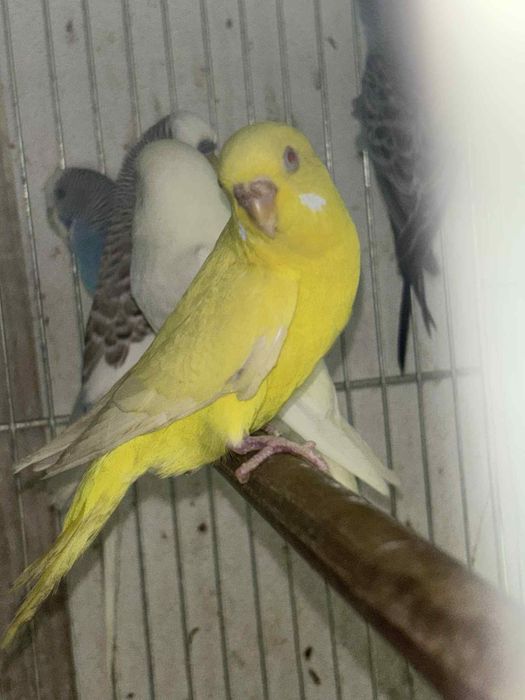 Varios periquitos de poupa / mutacoes prontos a criar