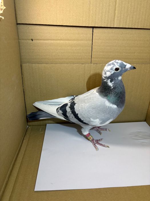 Golebie Samiczka z rozpłodu