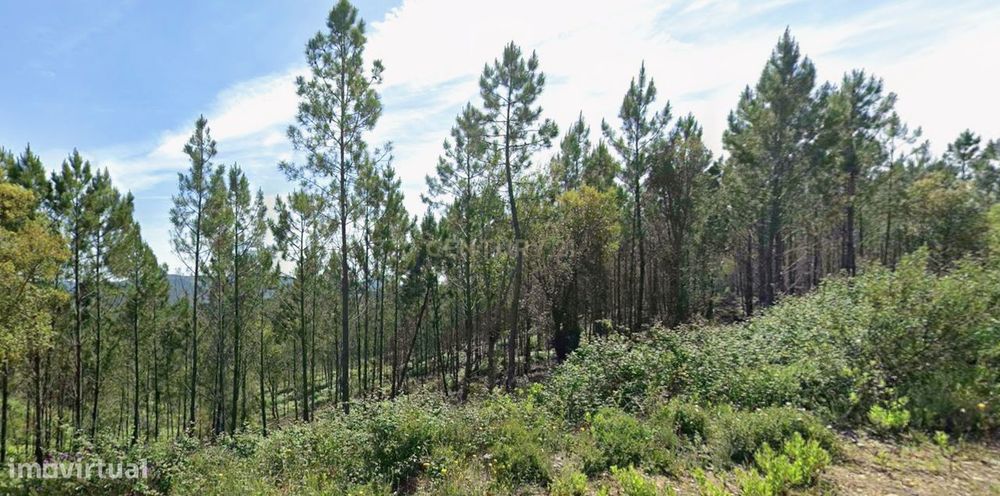 Terreno rústico com 7.640 m², Mação