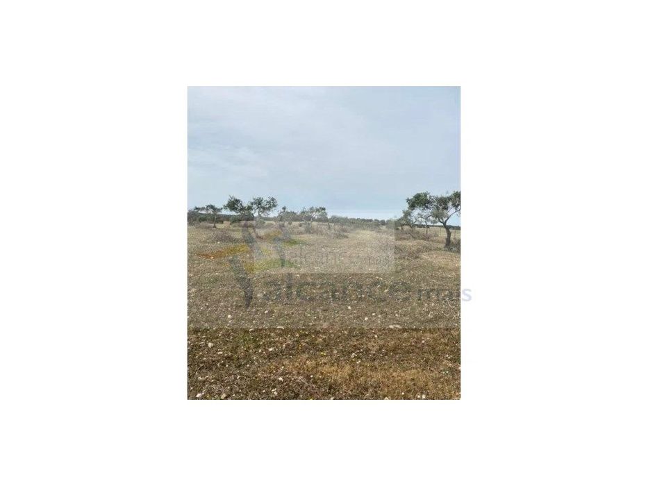 Terreno Agrícola com 5,775 hectares para venda em Vila Nova de São ... — Serpa (Salvador E Santa Maria), Beja