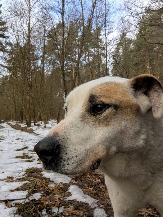 Mikro do adopcji