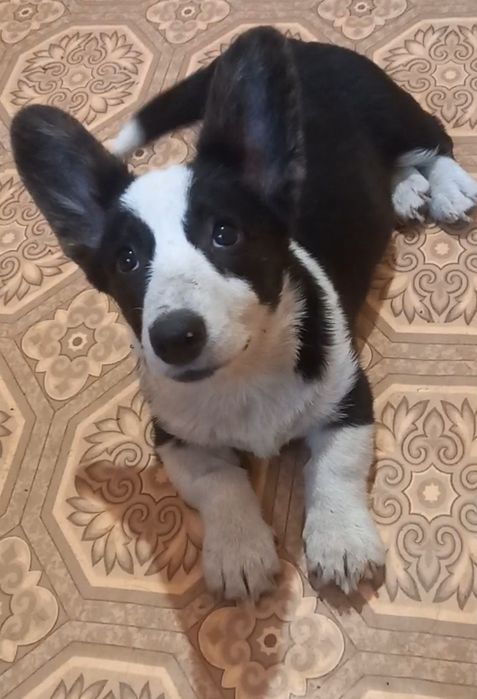 Дівччнка  коргі   каріган !