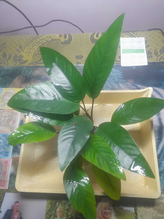 Анубиас  Пинера, хастифолия, глабра  и другие.