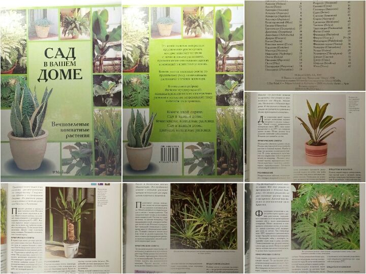 Сад в Вашем доме. Вечнозеленые комнатные растения
