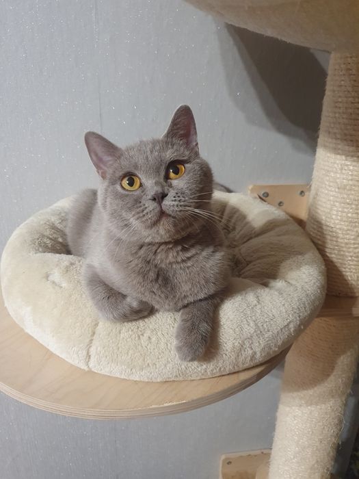 Kocurek brytyjski liliowy