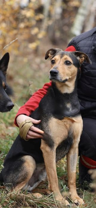 Młody energiczny pies szuka domu