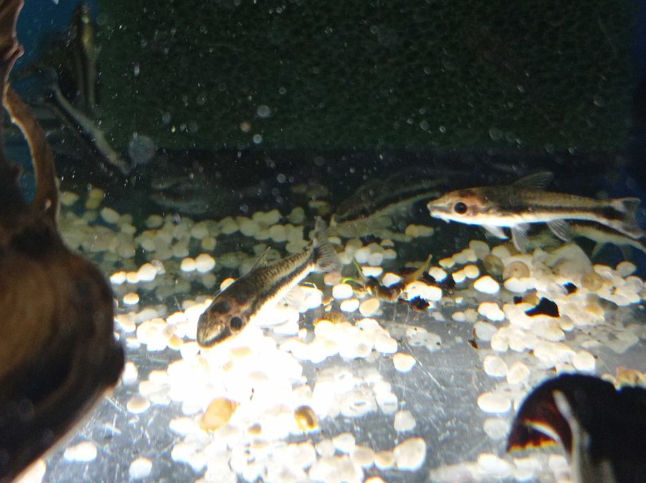 Otos Otosek Otocinclus