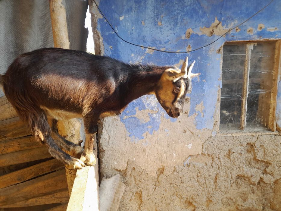 Камерунская коза,козочки