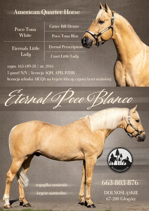 Stanówka AQH Eternal Poco Blanco