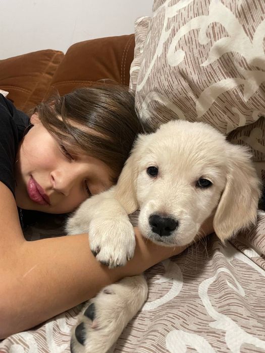 Золотистий ретрівер (цуценята)