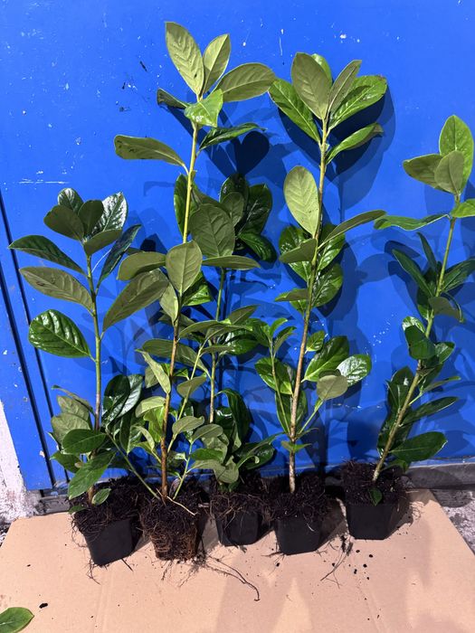 Laurowiśnia NOVITA 50-70cm w Doniczkach P9