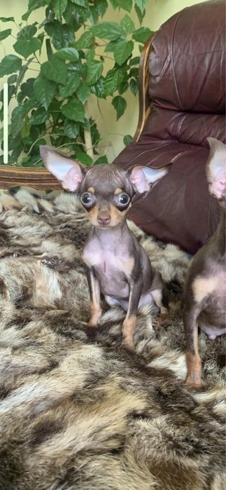 Тойки шоколадочки