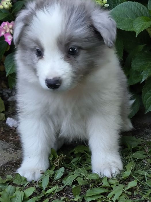 Border collie ZKWP FCI piesek blue merle