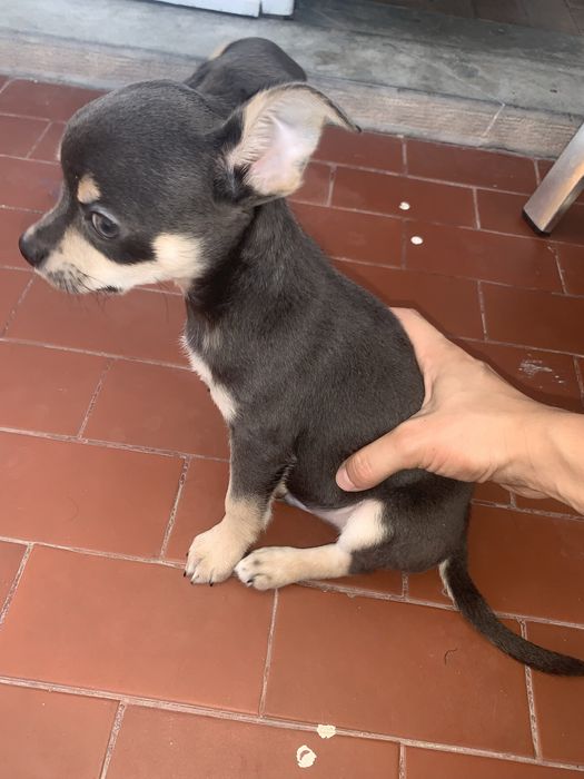 Chihuahua cinzento