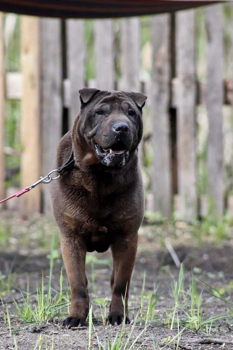 Shar pei dla doświaczonych opiekunów