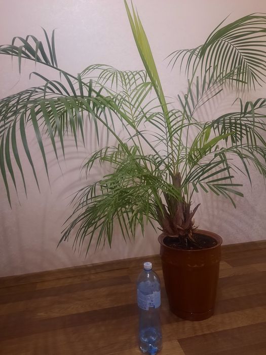 Квіти живі в горщику