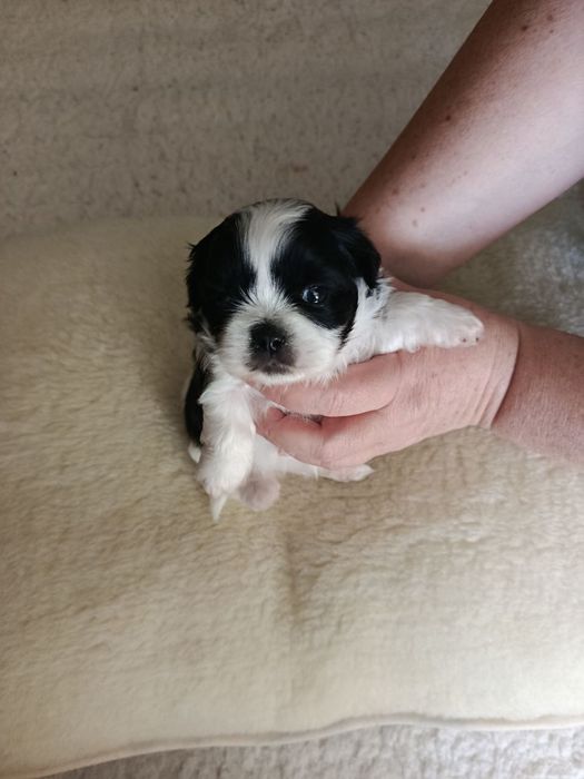 Бронь на щенков породы Ши-тцу.