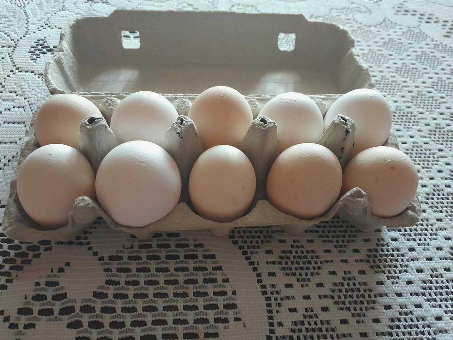 Świeże, wiejskie jajka