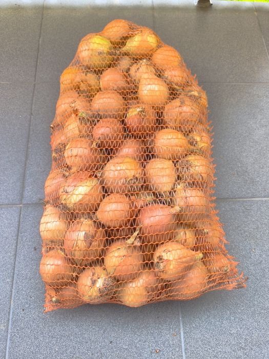 Cebula z siewu 20 kg świeża
