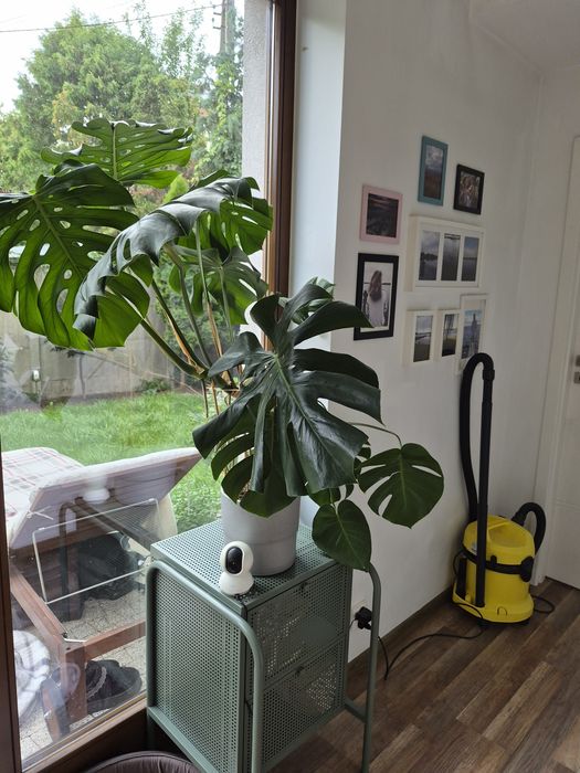 Duża  efektowna Monstera