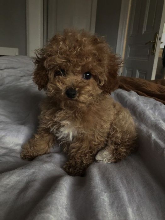 Maltipoo мальтипу мини