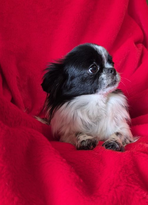 Jednooki piesek chihuahua