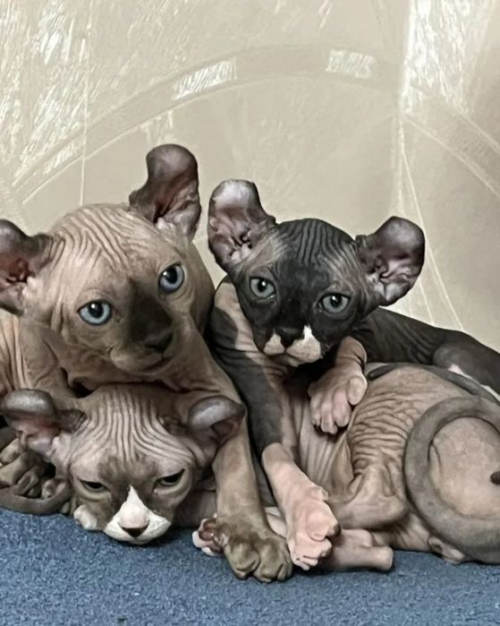 Шикарные эльфы и канадцы