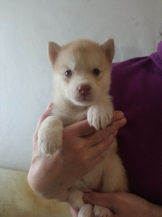 Щенки Сибирский Хаски