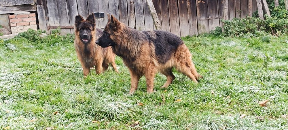 Owczarki niemieckie długowłose