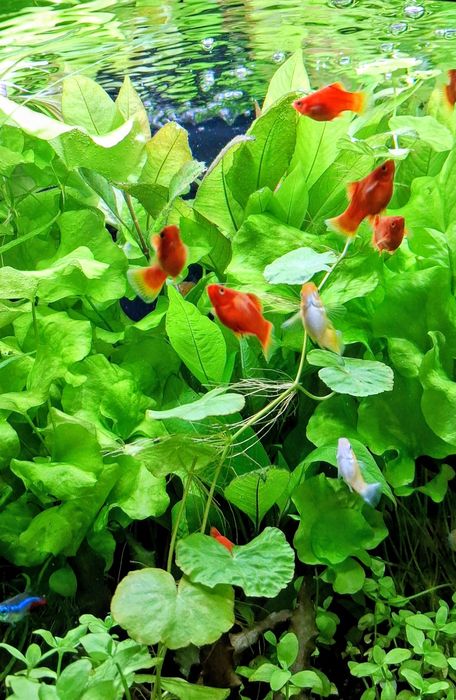 Hydrocotyle Leucocephala (Wąkrotka Białogłowa)