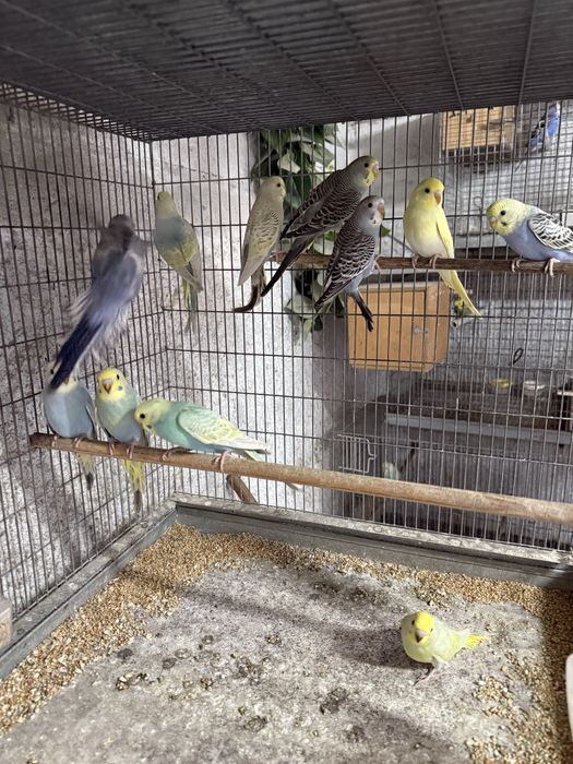 Periquitos arcos, texas, opalinos, comuns,