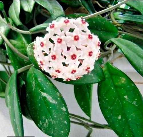 Хойя или Восковой плющ