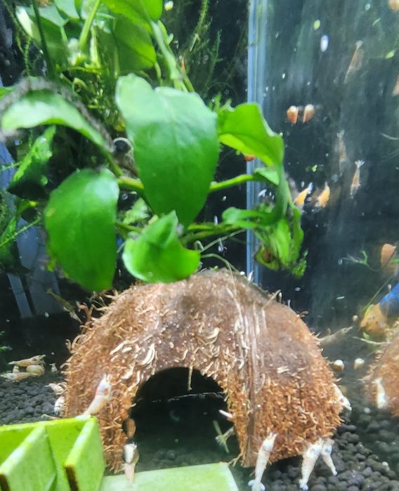 Ozdoba Akwariowa. Anubias na kokosie.