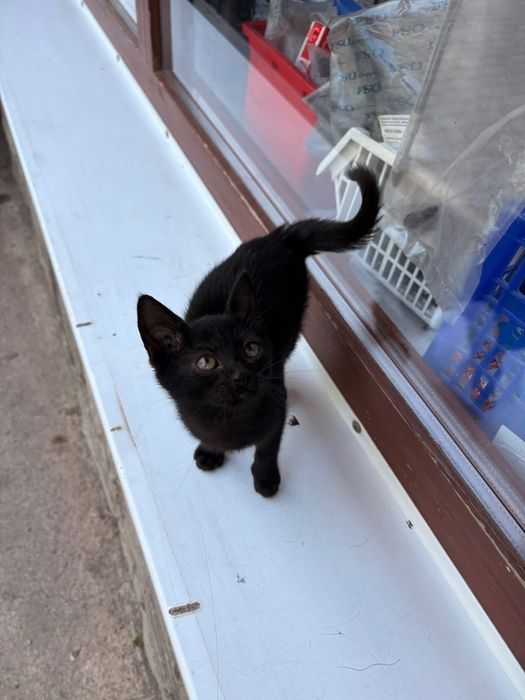 Котик в добрі руки.безкоштовно