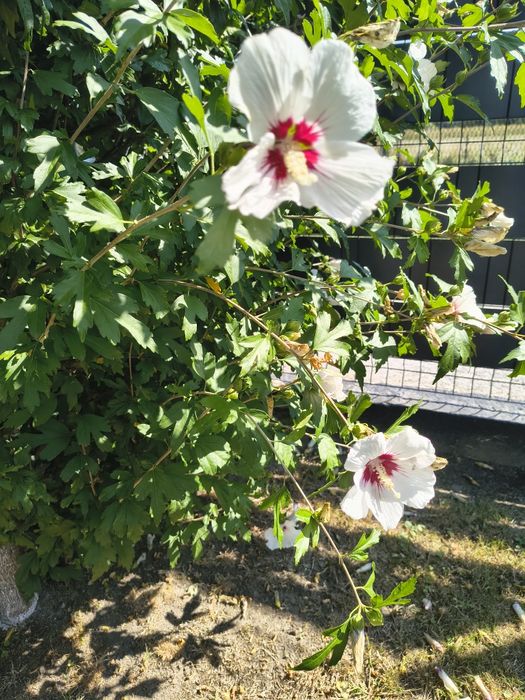 nasiona wilca , pnącze wilec oraz hibiskusy