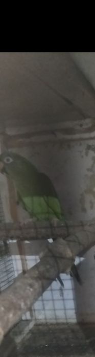 Macho conures  c