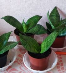 комнатные цветы                                .