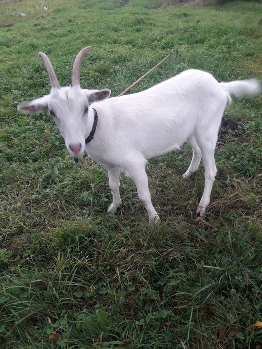 Продаються зааненські молоді козочки