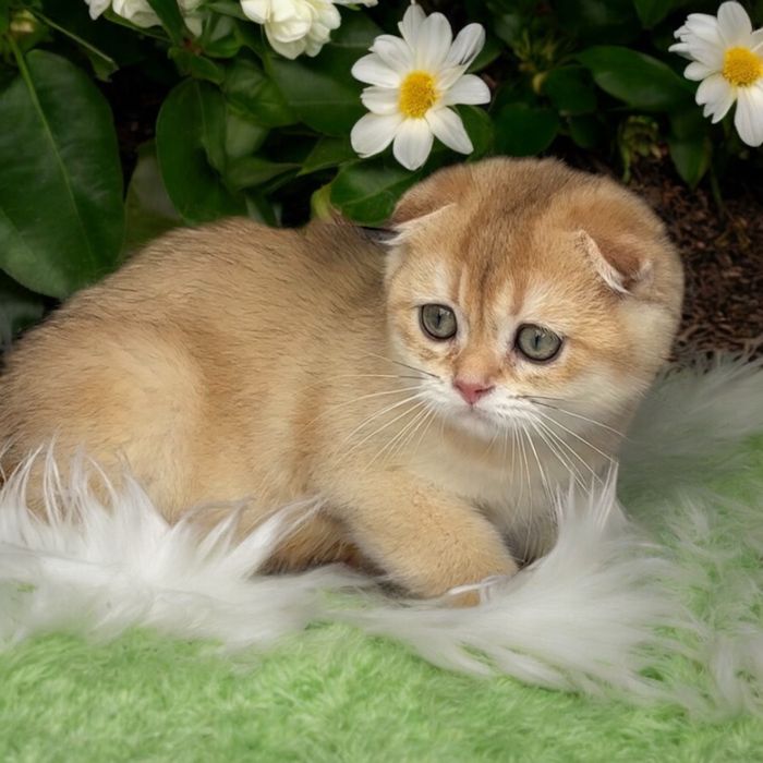 Шикарний хлопчик Scottish fold