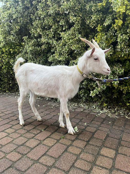 Sprzedam młodą koze