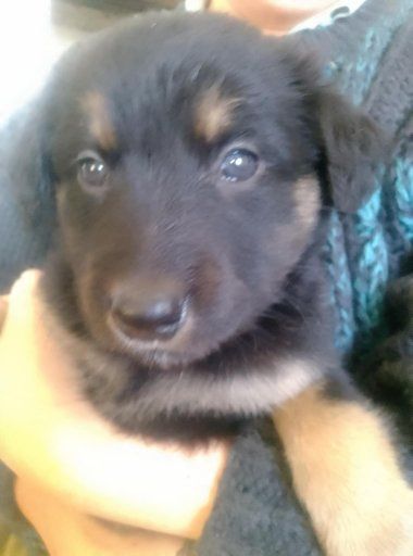 Цуценята народжені 1 грудня 2025 року