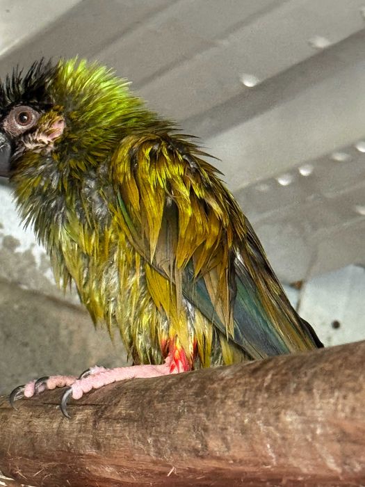 Aratinga Nanday Cabeça Preta Macho